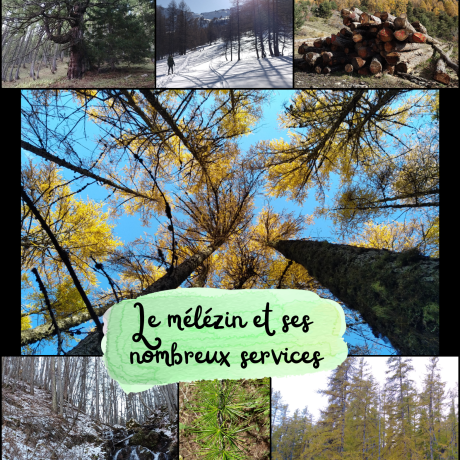 Le mélézin et ses nombreux services Le mélézin et ses nombreux services