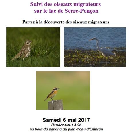 oiseaux migrateurs lac de Serre Ponçon