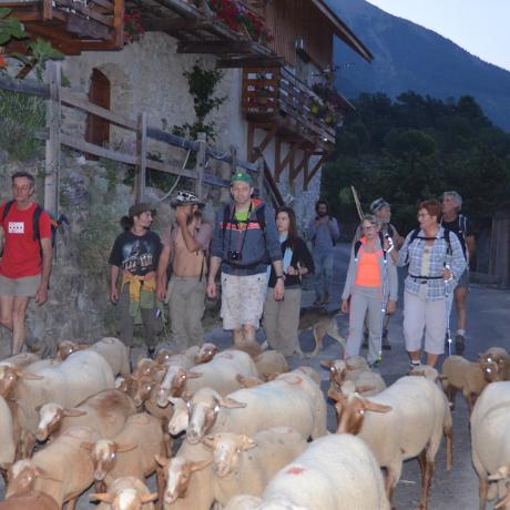 Amontagnage 2015