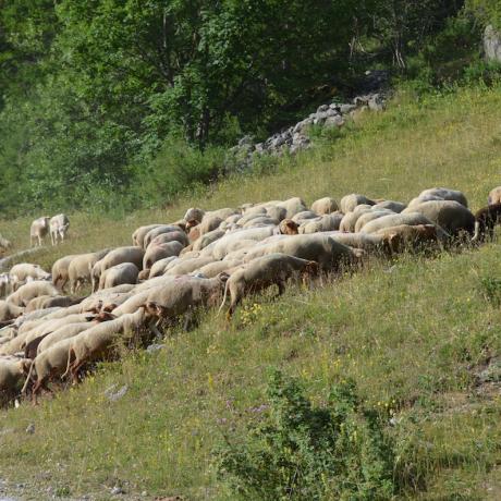 Amontagnage 2015
