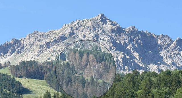 tordeuse du melèze