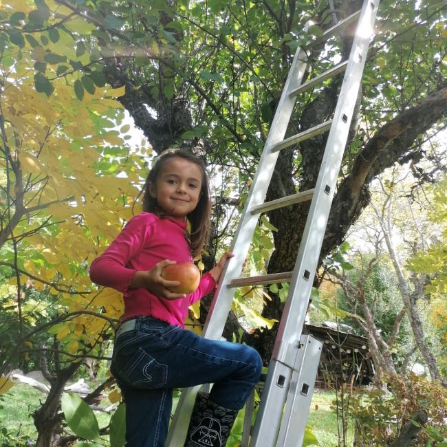 Récolte de pommes aux Puy